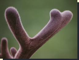 Image result for buck antlers