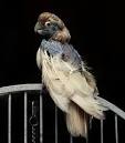 pictures of 2 parrots talking like humans crossword