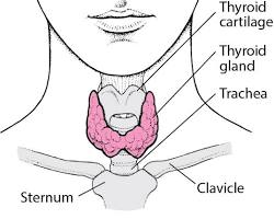 Bildmotiv: Thyroid gland