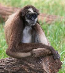 Image result for MONKEYS