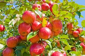 apple trees ile ilgili görsel sonucu