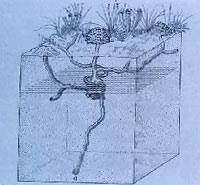 Image result for crayfish chimneys