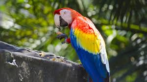 Image result for macaw parrot hd