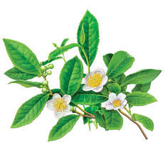 tea plant