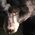 Bear dies at Jacksonville Zoo