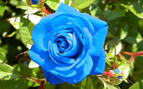 Image result for images of blue rose hd