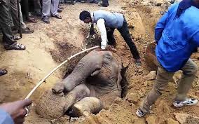 West Bengal: Elephant dies after accidently falling into ...