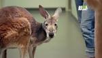  Aging kangaroo to get cryotherapy treatment for arthritis