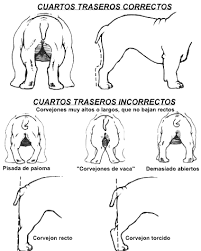 Resultado de imagen de STANDARD BULLDOG INGLES