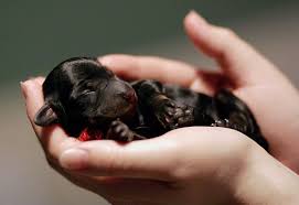 Image result for dachshunds puppy