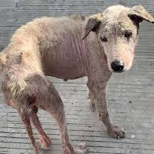 We are constantly trying to find ways to help as many dogs ...