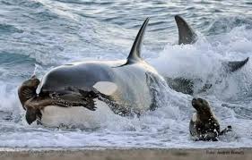 Orcas en Península Valdés: ¿cuándo y cómo verlas? Un guía definitivo para el espectáculo marino más impactante