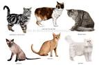 Les types de chats