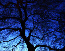 Résultat de recherche d'images pour "blue trees"