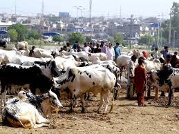 Image result for bakra eid 2015 pakistan