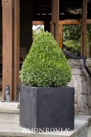 Image result for monrovia green pot
