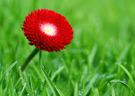 Image result for red flowers