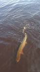 Lake vermilion muskie spots