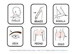 Resultado de imagen para cuerpo humano