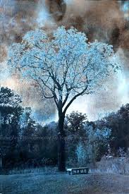 Résultat de recherche d'images pour "blue trees"