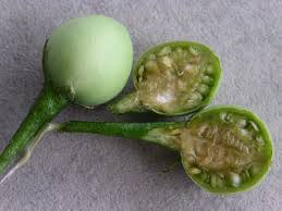 Image result for solanum torvum medicinal uses