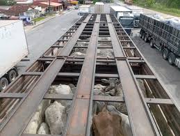 Fiscais apreendem 42 mil litros de diesel e 55 cabeças de gado em operações