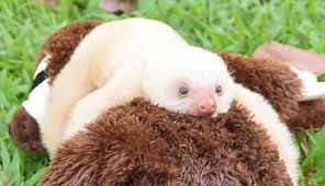 Image result for sloth baby