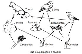 Resultado de imagen para red alimenticia