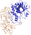 Lectin ricin