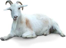 Image result for GOAT