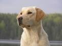 Golden Retriever vs Labrador Retriever - Dog Breeds Comparison