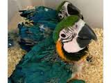 Image result for baby macaw parrot for sale