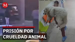 Perro Rocky muere tras ser arrastrado, Liliana enfrenta prisión