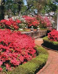 Image result for Azalea azaleas