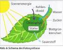 Was passiert bei der Fotosynthese? - die Blattverf rbung