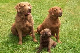 Image result for "Chesapeake bay retriever"