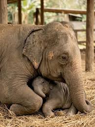 delightful_animals A baby elephant in Chiang Mai, northern ...