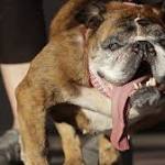 Zsa, World's Ugliest Dog, dies