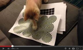 Résultat de recherche d'images pour "rotating snakes"