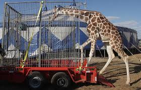 Image result for circus animal abuse
