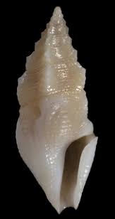Image result for Plagiostropha sinecosta