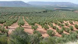 Resultado de imagen de paisajes andaluces andalucía