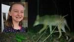  Coyote attack on 9 year old girl in Davie County