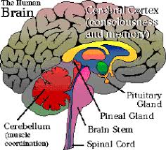 Resultado de imagem para pineal