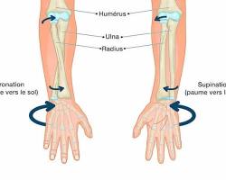 Pronations du Poignet