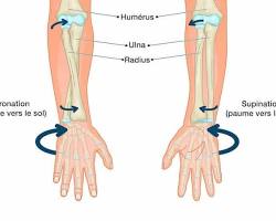 Image de Pronations du poignet