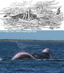 Resultado de imagem para serpente marinha imagens