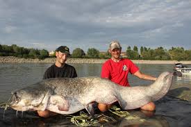 Image result for wels catfish