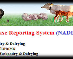 Image of National Artificial Insemination Program