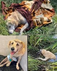 A loyal dog, once full of life and love, suffered a tragic ...